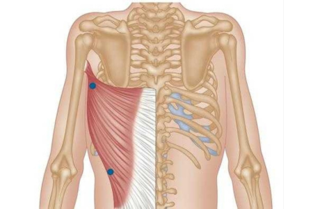 啞鈴划船-闊背肌解剖學