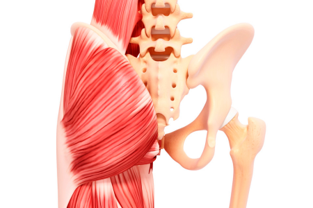只想練臀的我,為什麼需要知道臀肌解剖學_文章小圖4