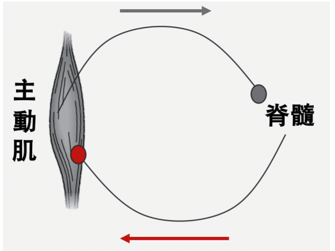 爆發力文章-神經機制