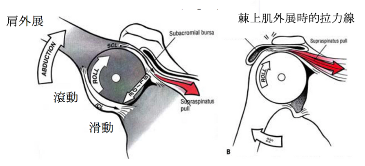 上肢啟動訓練老是代償肩頸？三個TRX動作精準解決！