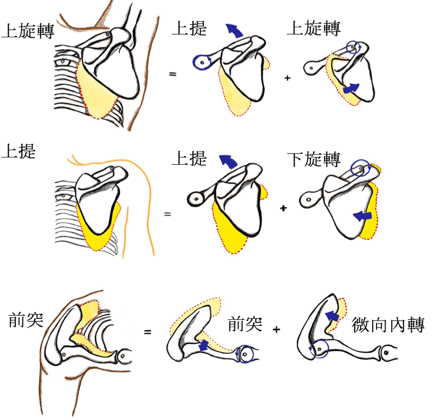 上肢啟動訓練老是代償肩頸？三個TRX動作精準解決！