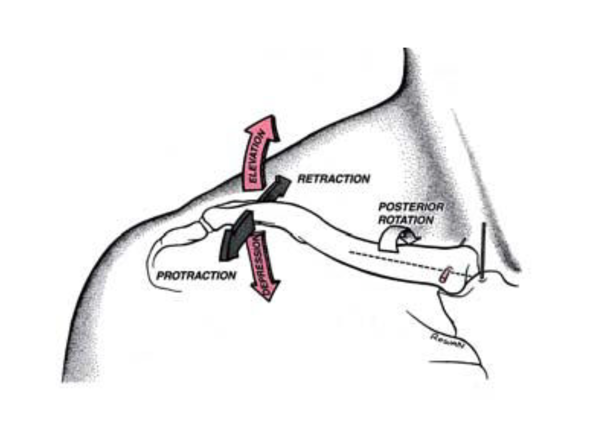 上肢啟動訓練老是代償肩頸？三個TRX動作精準解決！